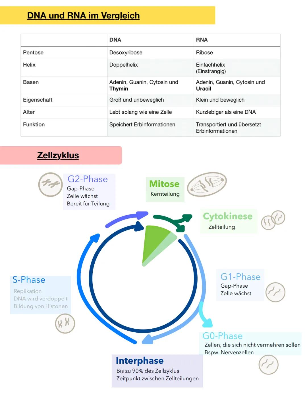 Genetik Basics
Eukaryotisch
Protein(bio)synthese
Isotop
Mutterzelle
Tochterzelle
Keimzelle/ Gamet
Keimbahn
Embryonen
Zellorganellen
Zellplas