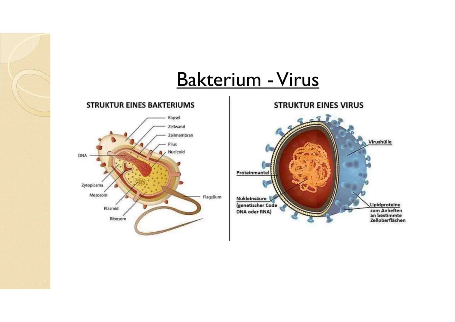Immunsystem II
Sek.ll Arbeitsblatt 2
Erklärung
Benennung
beteiligte Zellen
bzw. Strukturen
Erklärung
Überblick über das Abwehrsystem:
Vervol