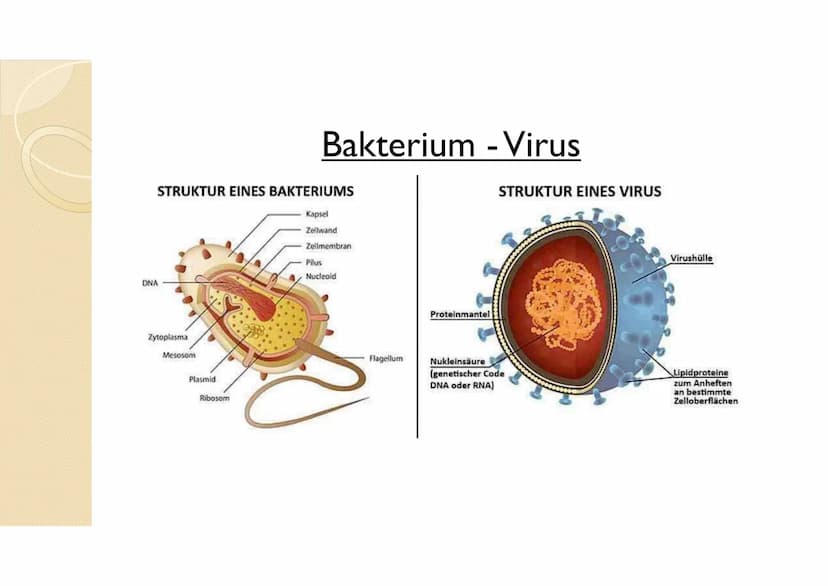 Immunsystem II
Sek.ll Arbeitsblatt 2
Erklärung
Benennung
beteiligte Zellen
bzw. Strukturen
Erklärung
Überblick über das Abwehrsystem:
Vervol