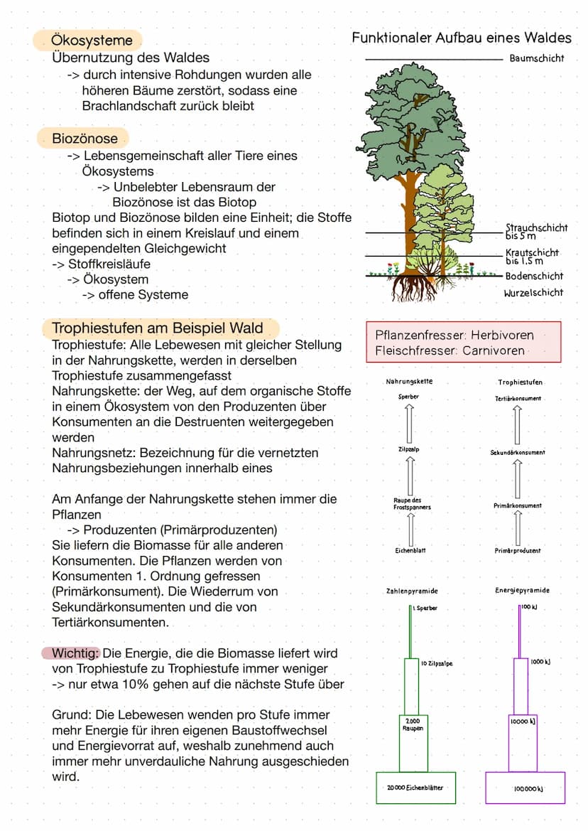 Ökologie- Abiotische Umweltfaktoren:
- bezeichnet Faktoren der unbelebten Welt
Temperatur
Licht
etc.
Sie kennzeichnen und schaffen den Leben