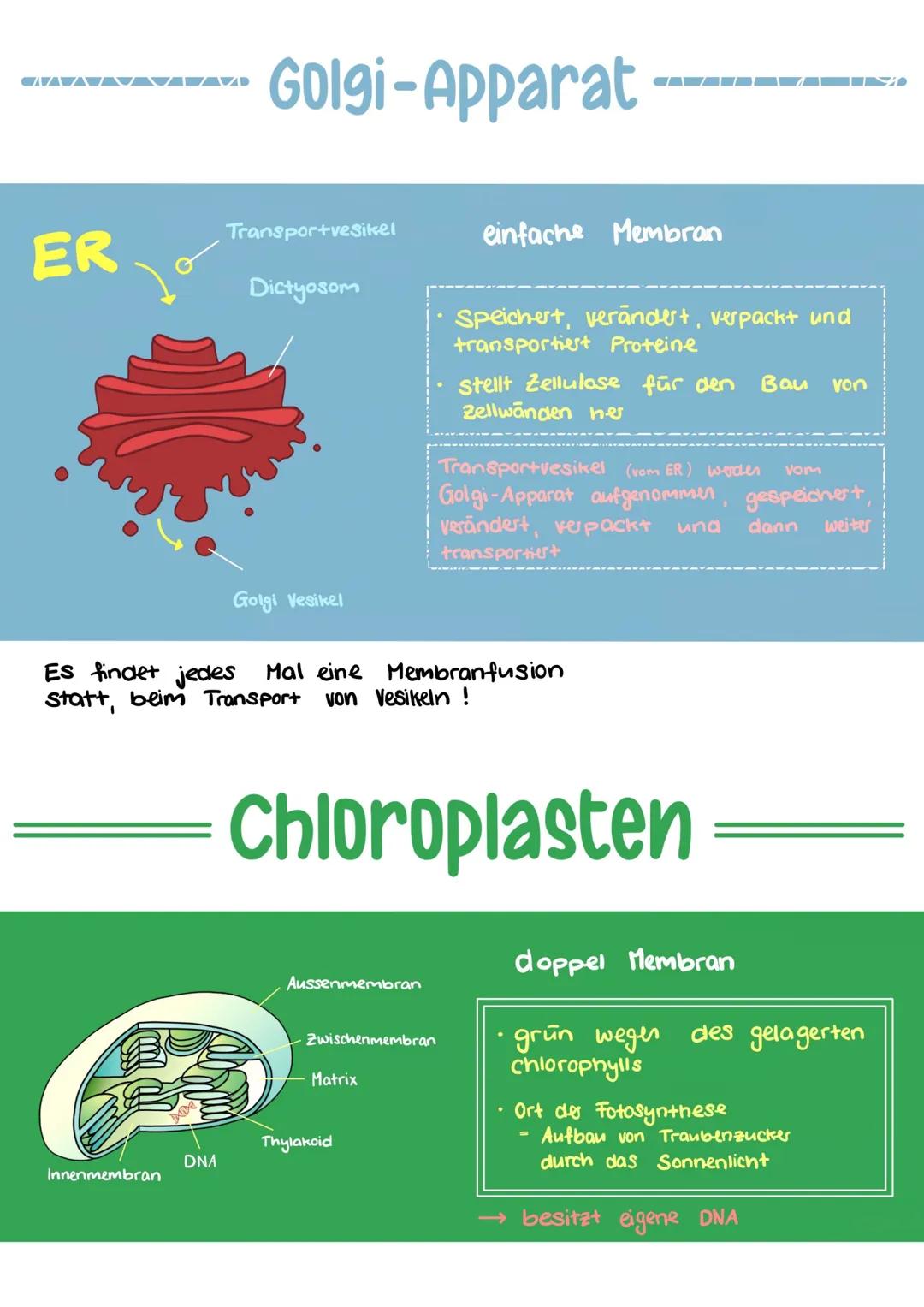 ▬▬▬▬▬ DIE ZELLE
Raues ER
Zellkern
Nukleous
Golgi- Apparat
Golgi Vesikel
Bakterien
Eucaryoten
mit Zellkern
Ribosomen
Procaryoten
Ohne Zelkem
