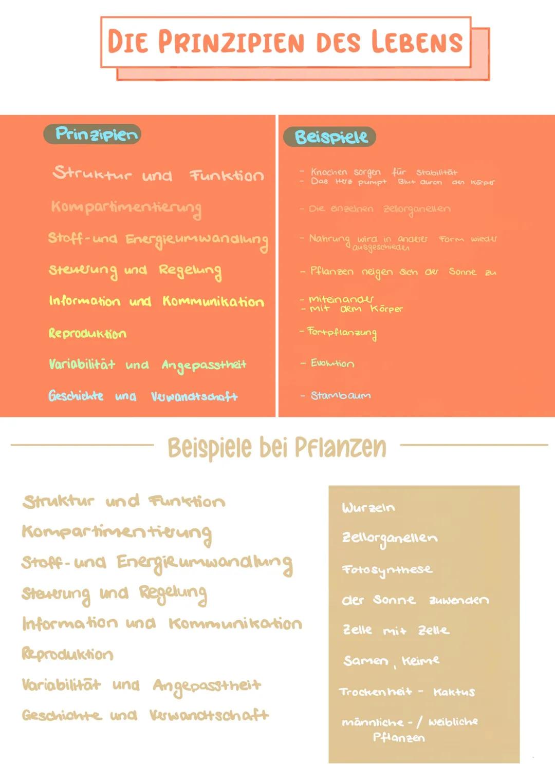 ▬▬▬▬▬ DIE ZELLE
Raues ER
Zellkern
Nukleous
Golgi- Apparat
Golgi Vesikel
Bakterien
Eucaryoten
mit Zellkern
Ribosomen
Procaryoten
Ohne Zelkem
