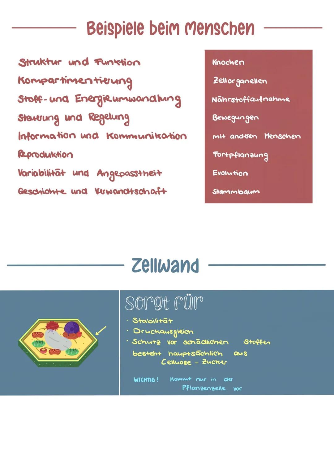▬▬▬▬▬ DIE ZELLE
Raues ER
Zellkern
Nukleous
Golgi- Apparat
Golgi Vesikel
Bakterien
Eucaryoten
mit Zellkern
Ribosomen
Procaryoten
Ohne Zelkem
