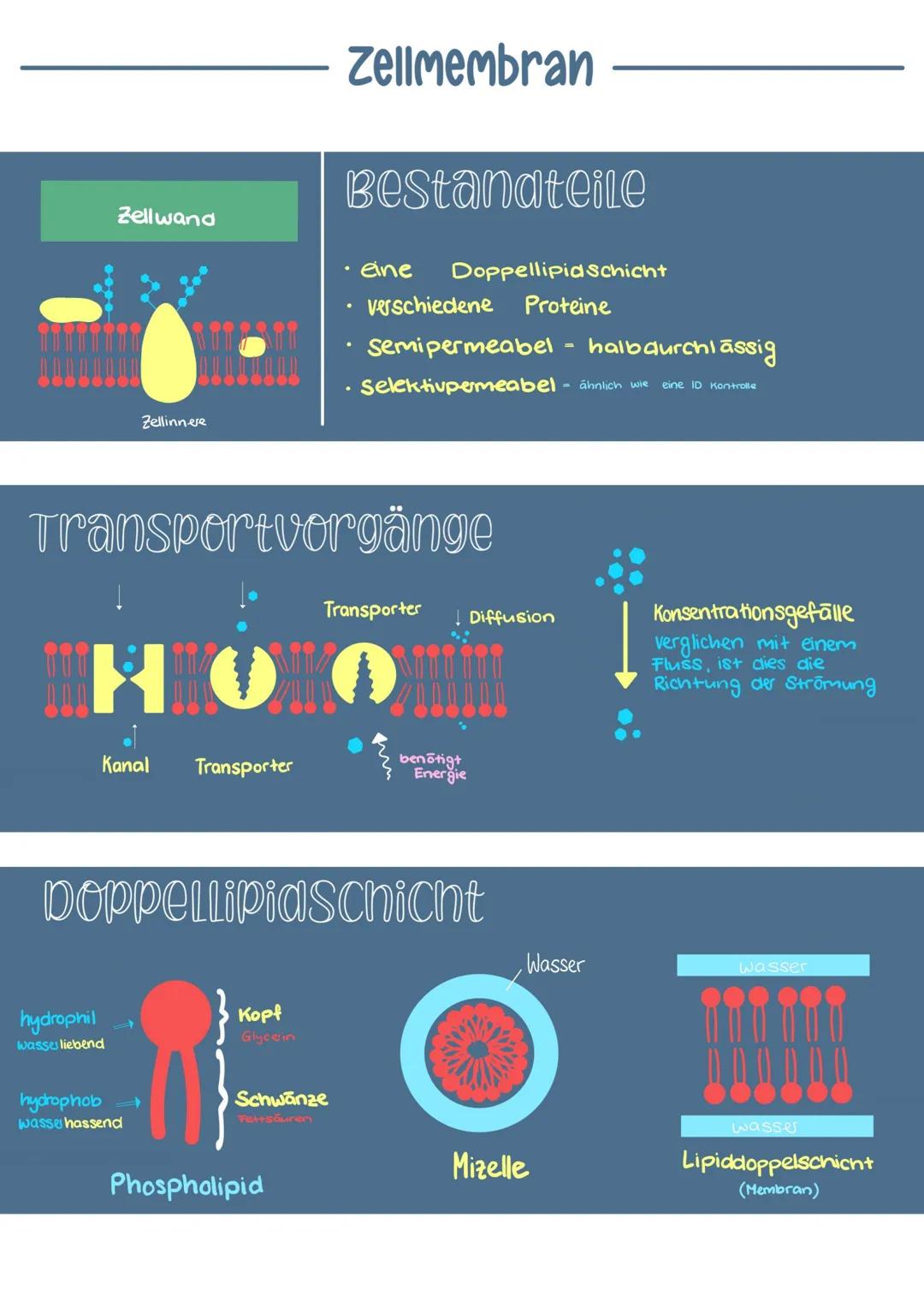 ▬▬▬▬▬ DIE ZELLE
Raues ER
Zellkern
Nukleous
Golgi- Apparat
Golgi Vesikel
Bakterien
Eucaryoten
mit Zellkern
Ribosomen
Procaryoten
Ohne Zelkem
