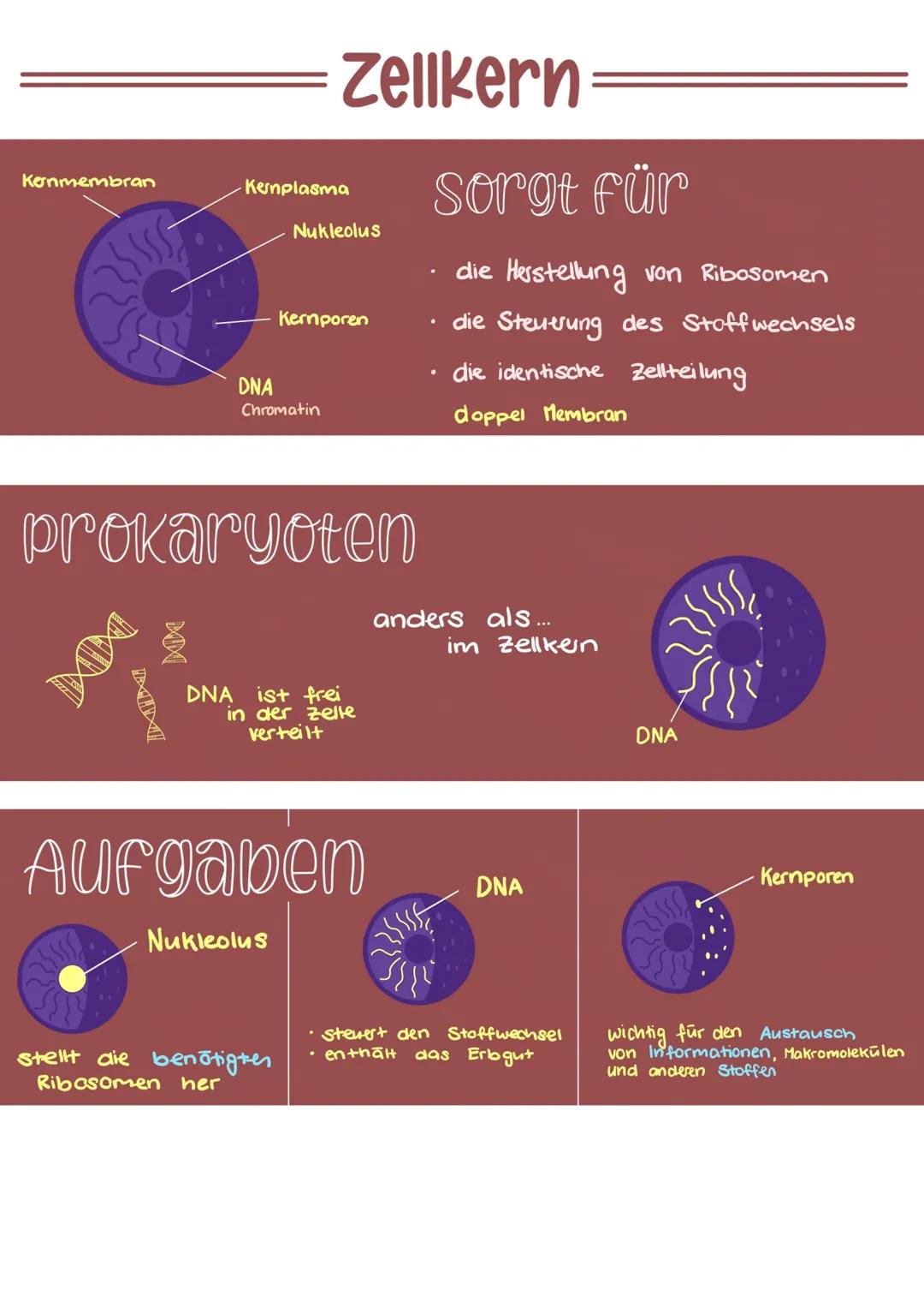 ▬▬▬▬▬ DIE ZELLE
Raues ER
Zellkern
Nukleous
Golgi- Apparat
Golgi Vesikel
Bakterien
Eucaryoten
mit Zellkern
Ribosomen
Procaryoten
Ohne Zelkem
