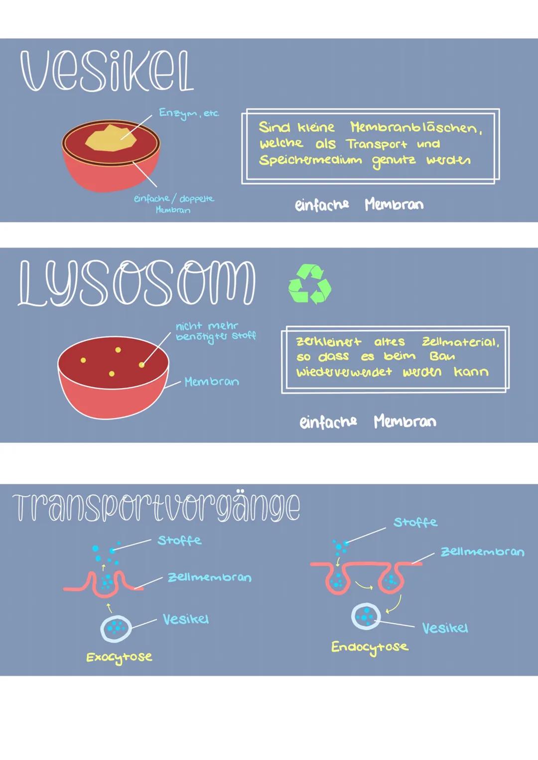 ▬▬▬▬▬ DIE ZELLE
Raues ER
Zellkern
Nukleous
Golgi- Apparat
Golgi Vesikel
Bakterien
Eucaryoten
mit Zellkern
Ribosomen
Procaryoten
Ohne Zelkem
