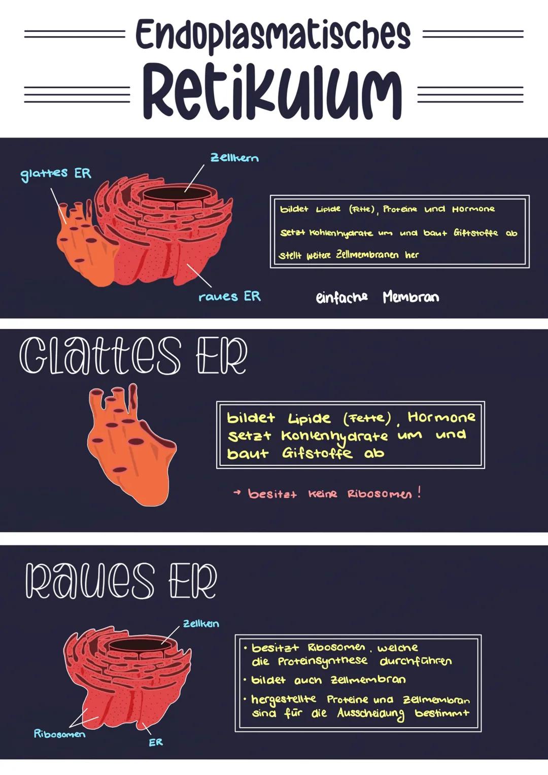 ▬▬▬▬▬ DIE ZELLE
Raues ER
Zellkern
Nukleous
Golgi- Apparat
Golgi Vesikel
Bakterien
Eucaryoten
mit Zellkern
Ribosomen
Procaryoten
Ohne Zelkem
