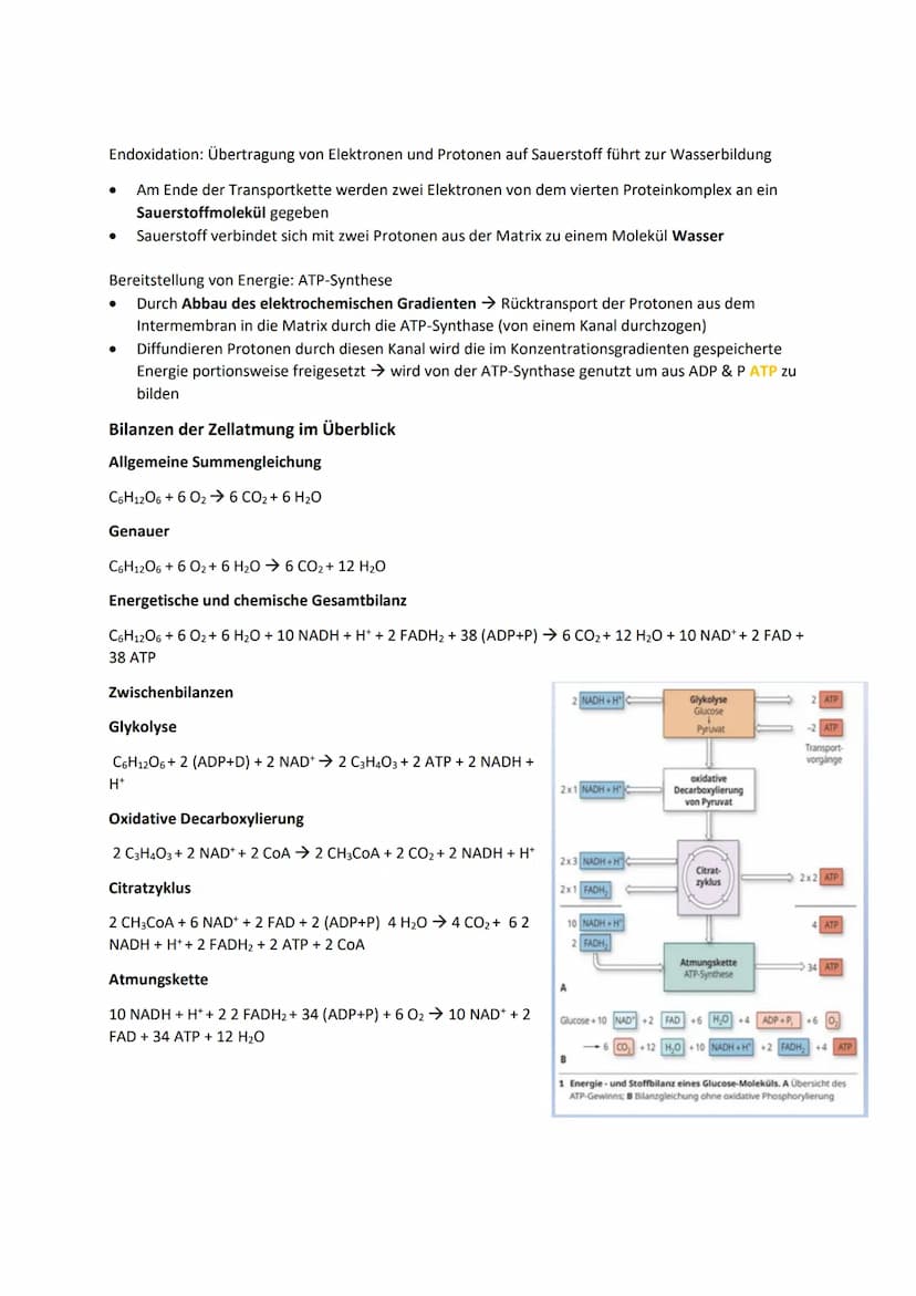 DISSIMILATION
GLOSSAR
Grundlagen biologischer Reaktionen
Offene Systeme: an dessen Begrenzung ein ständiger Austausch von Material, Energie 