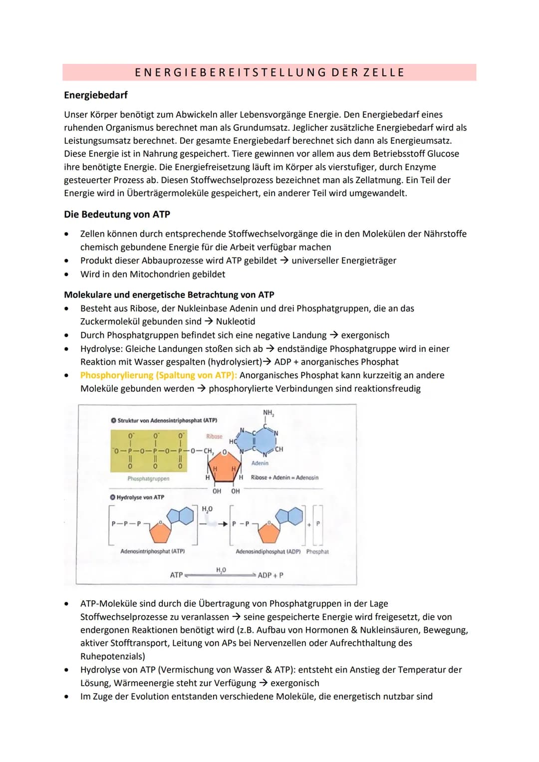DISSIMILATION
GLOSSAR
Grundlagen biologischer Reaktionen
Offene Systeme: an dessen Begrenzung ein ständiger Austausch von Material, Energie 