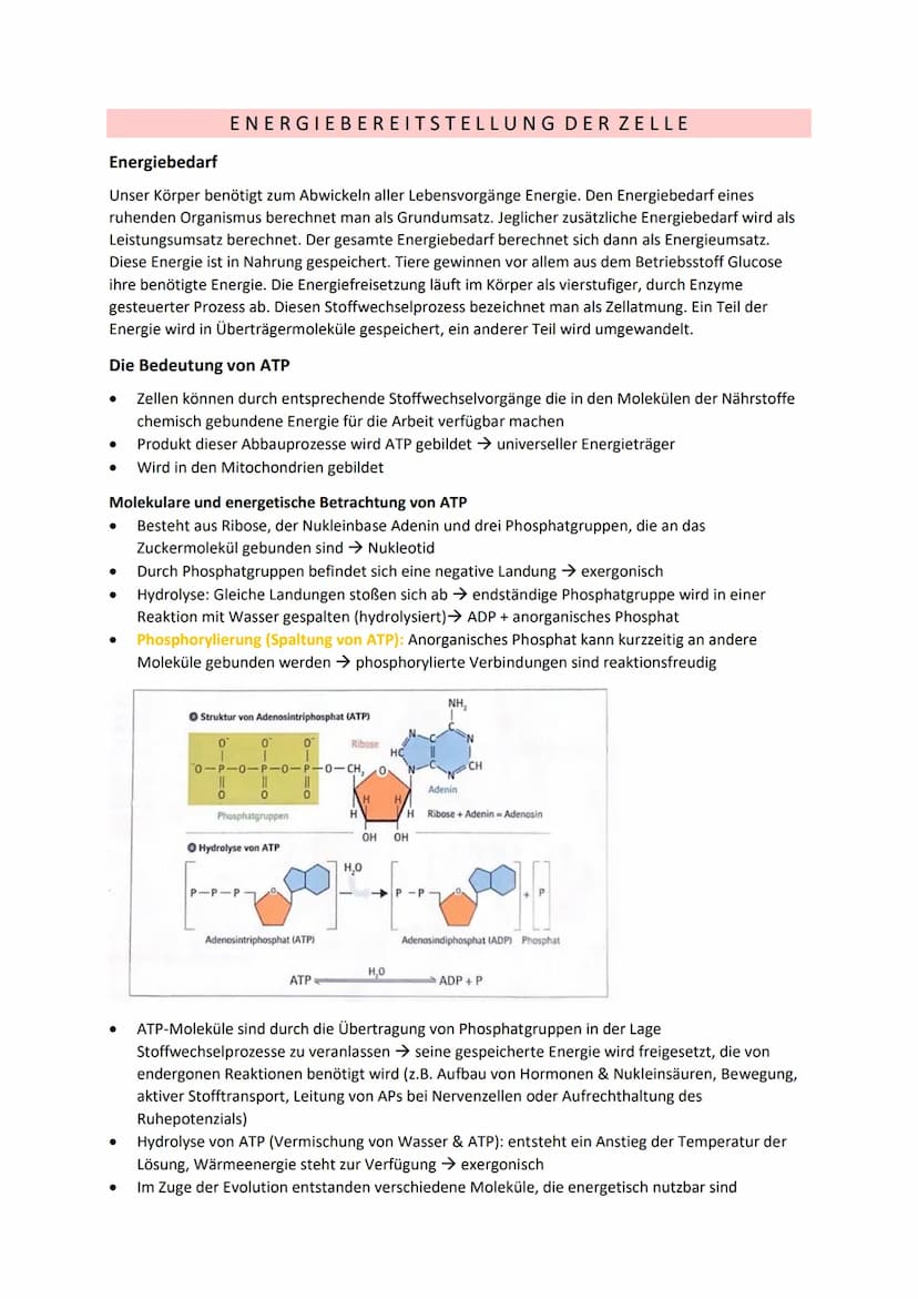DISSIMILATION
GLOSSAR
Grundlagen biologischer Reaktionen
Offene Systeme: an dessen Begrenzung ein ständiger Austausch von Material, Energie 