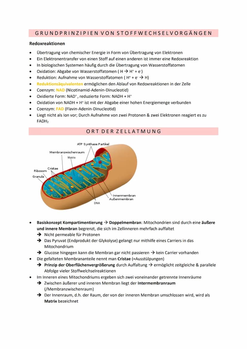 DISSIMILATION
GLOSSAR
Grundlagen biologischer Reaktionen
Offene Systeme: an dessen Begrenzung ein ständiger Austausch von Material, Energie 
