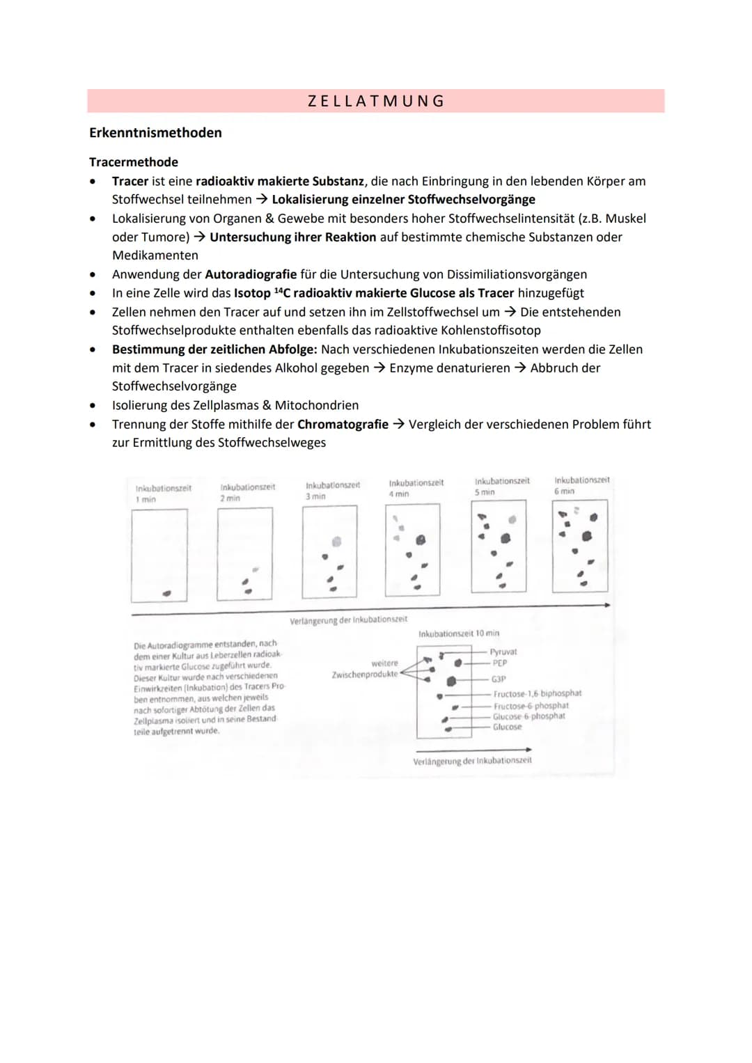 DISSIMILATION
GLOSSAR
Grundlagen biologischer Reaktionen
Offene Systeme: an dessen Begrenzung ein ständiger Austausch von Material, Energie 