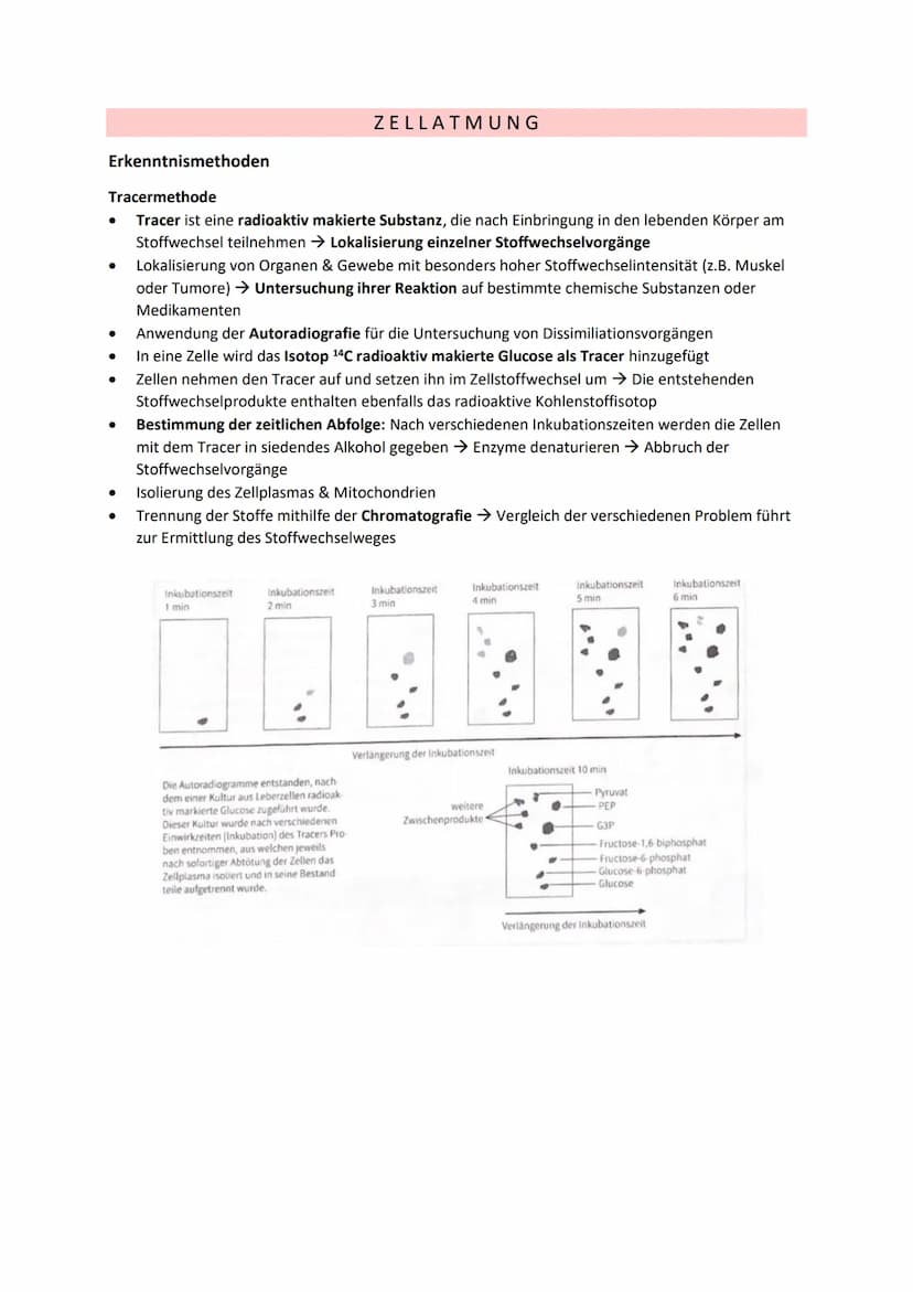 DISSIMILATION
GLOSSAR
Grundlagen biologischer Reaktionen
Offene Systeme: an dessen Begrenzung ein ständiger Austausch von Material, Energie 