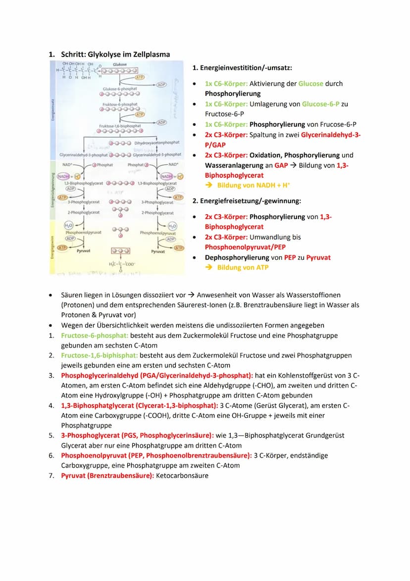 DISSIMILATION
GLOSSAR
Grundlagen biologischer Reaktionen
Offene Systeme: an dessen Begrenzung ein ständiger Austausch von Material, Energie 
