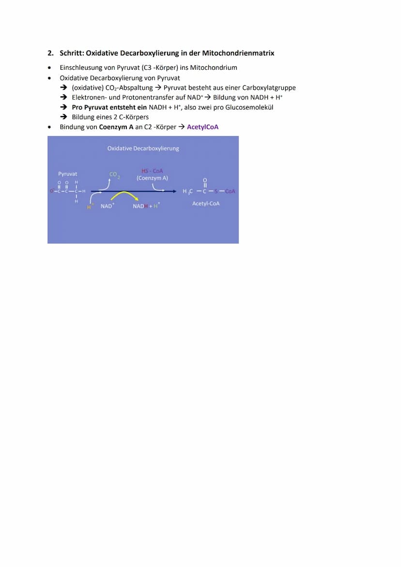 DISSIMILATION
GLOSSAR
Grundlagen biologischer Reaktionen
Offene Systeme: an dessen Begrenzung ein ständiger Austausch von Material, Energie 