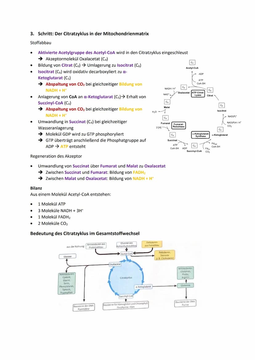 DISSIMILATION
GLOSSAR
Grundlagen biologischer Reaktionen
Offene Systeme: an dessen Begrenzung ein ständiger Austausch von Material, Energie 