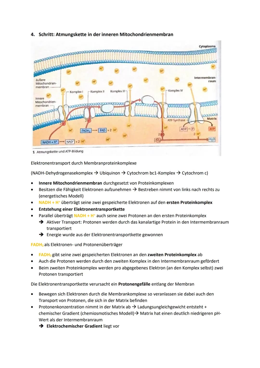 DISSIMILATION
GLOSSAR
Grundlagen biologischer Reaktionen
Offene Systeme: an dessen Begrenzung ein ständiger Austausch von Material, Energie 