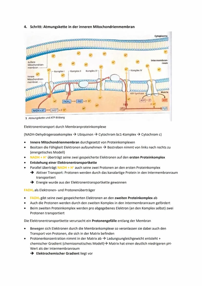 DISSIMILATION
GLOSSAR
Grundlagen biologischer Reaktionen
Offene Systeme: an dessen Begrenzung ein ständiger Austausch von Material, Energie 