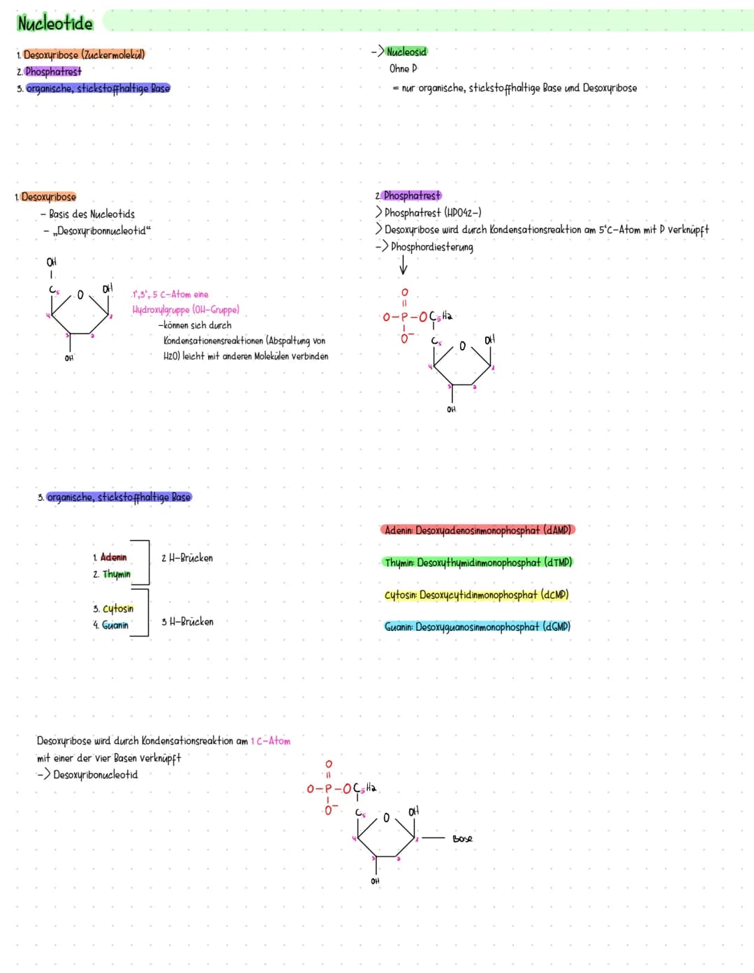 Nucleotide
1. Desoxyribose (Zuckermolekul)
2. Phosphatrest
3. organische, stickstoffhaltige Base
1. Desoxyribose
- Basis des Nucleotids
- „D