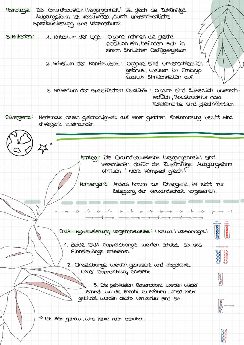  s
Biologie Lemzettel
s
Definition Entstehung der Vielfalt des Lebens => vom
Allgemein:
Für eine allmähliche oder
Schrittweise Weiterentwick
