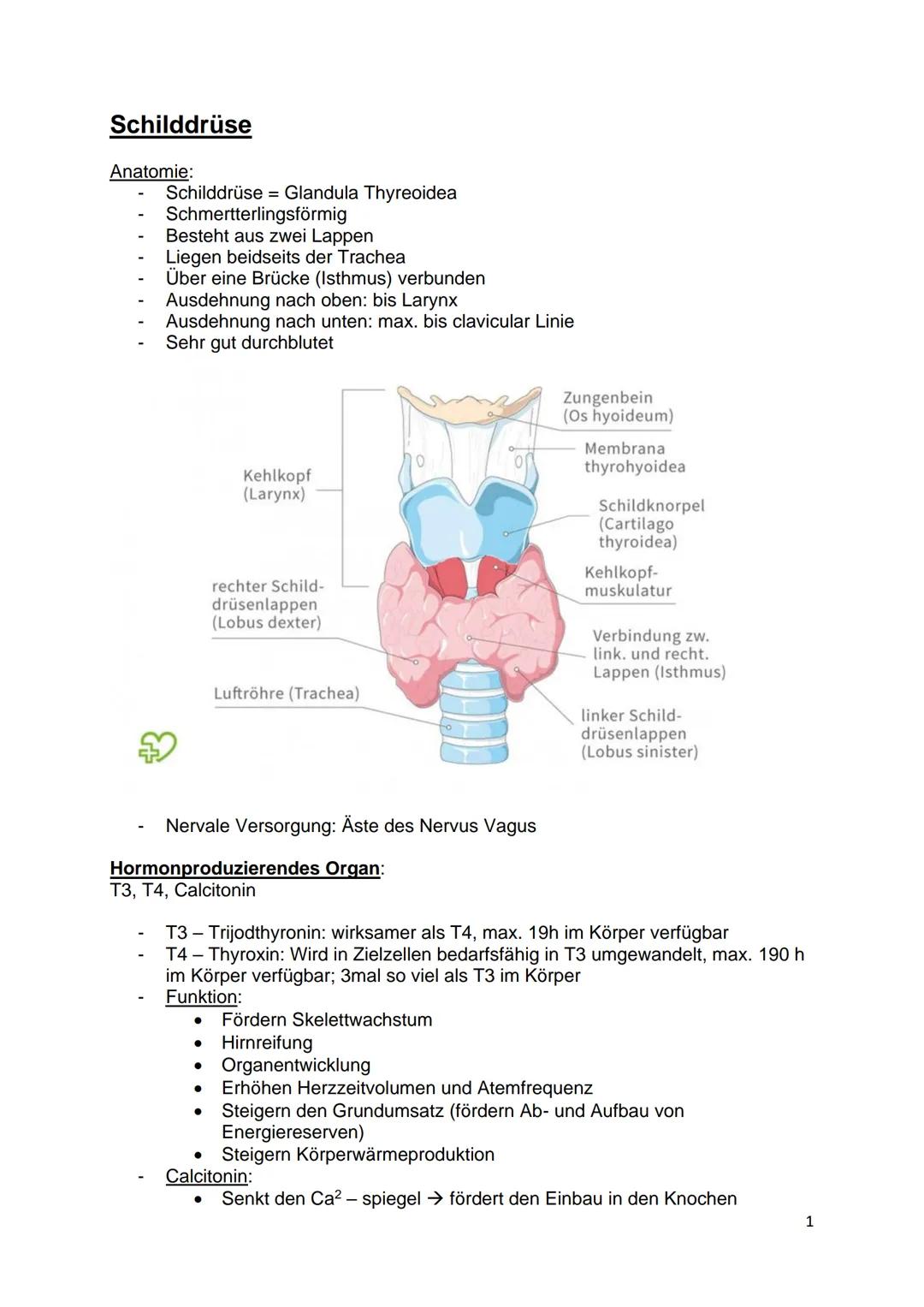 Schilddrüse
Anatomie:
Schilddrüse Glandula Thyreoidea
Schmertterlingsförmig
Besteht aus zwei Lappen
Liegen beidseits der Trachea
Über eine B