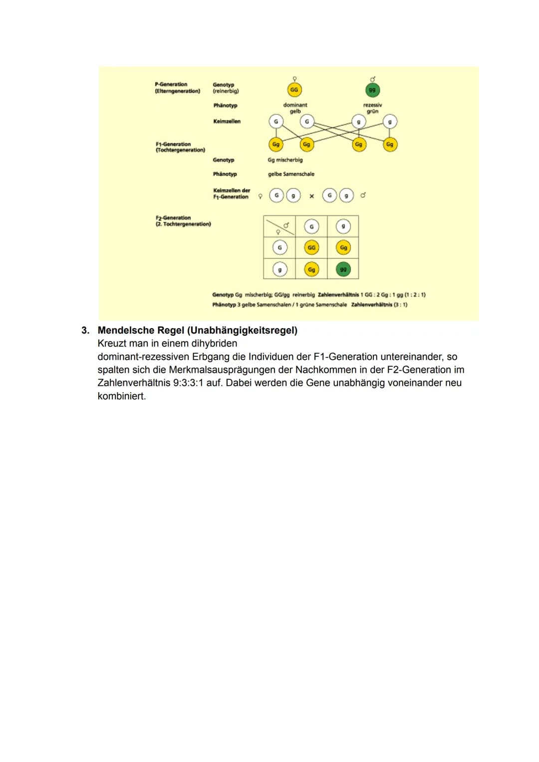 Begriffe: GECHECKT
Gen- Erbanlage
heterozygot- mischerbig
homozygot- reinerbig
Allel- verschiedene Funktionsform eines Gens
Genotyp- Erbbild