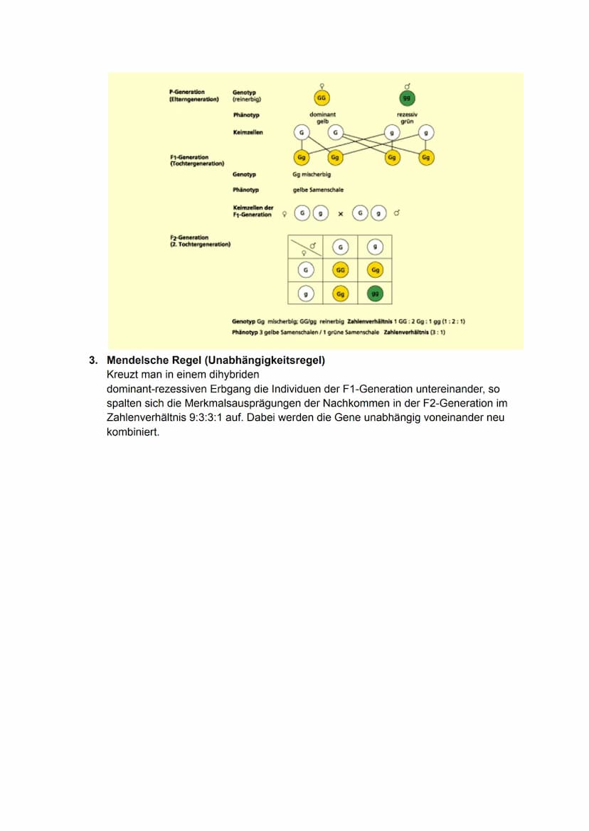 Begriffe: GECHECKT
Gen- Erbanlage
heterozygot- mischerbig
homozygot- reinerbig
Allel- verschiedene Funktionsform eines Gens
Genotyp- Erbbild