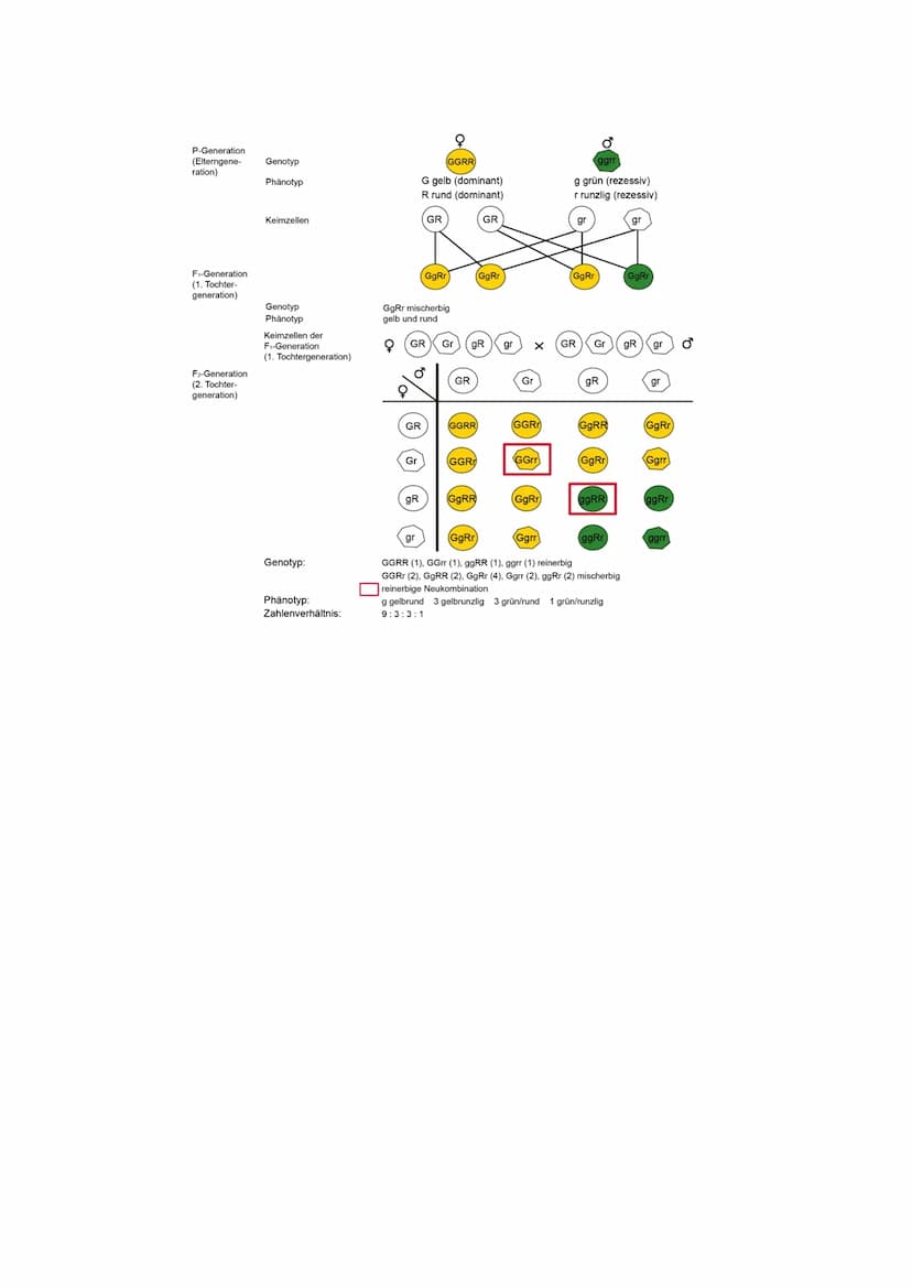 Begriffe: GECHECKT
Gen- Erbanlage
heterozygot- mischerbig
homozygot- reinerbig
Allel- verschiedene Funktionsform eines Gens
Genotyp- Erbbild