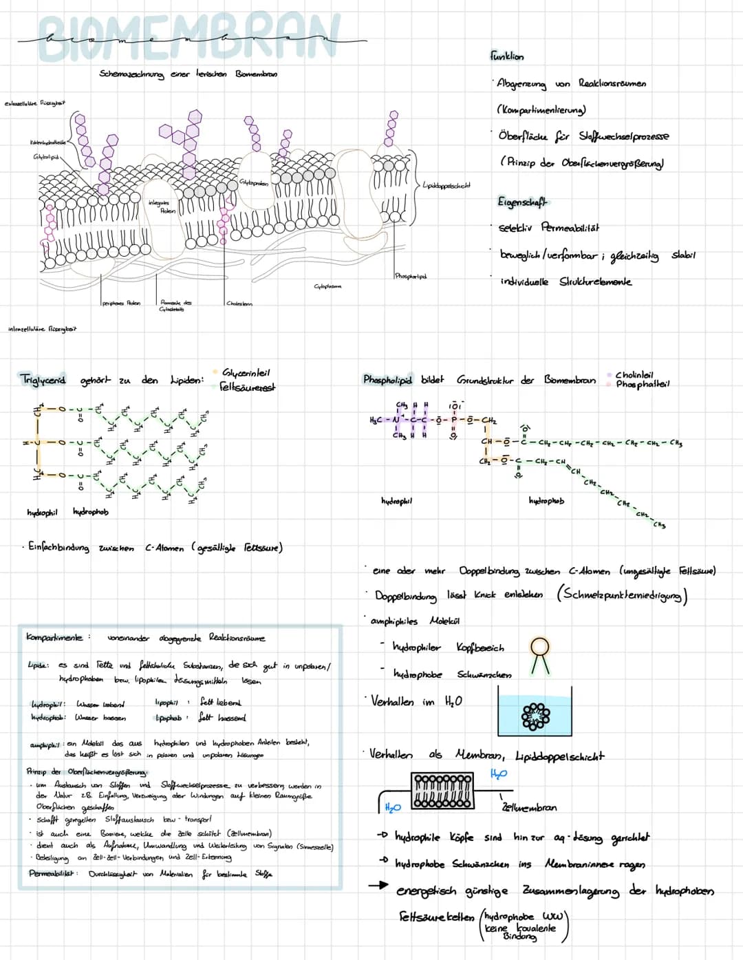 BIOMEMBRAN
Schemazeichnung einer lierischen Biomembran
extasellaire Rissheit
Kohlenhydratkile
Glyholipid
intracelluläre flüssigkeit
+ O
xxxx