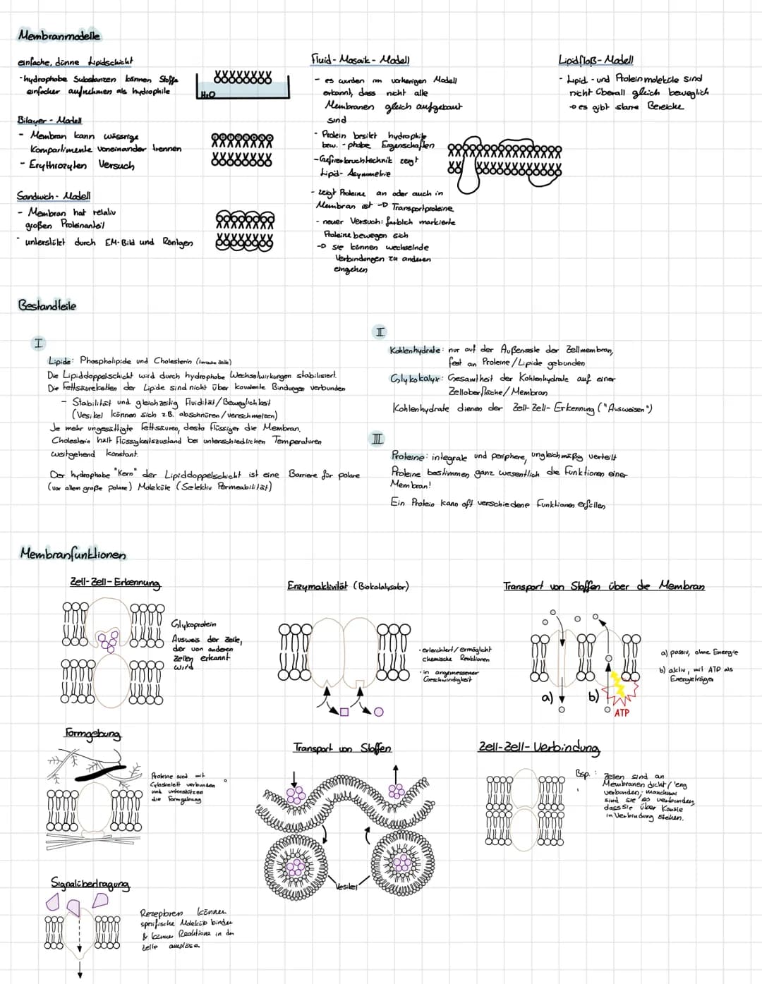BIOMEMBRAN
Schemazeichnung einer lierischen Biomembran
extasellaire Rissheit
Kohlenhydratkile
Glyholipid
intracelluläre flüssigkeit
+ O
xxxx