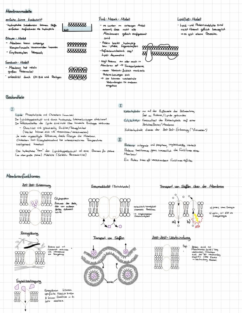 BIOMEMBRAN
Schemazeichnung einer lierischen Biomembran
extasellaire Rissheit
Kohlenhydratkile
Glyholipid
intracelluläre flüssigkeit
+ O
xxxx