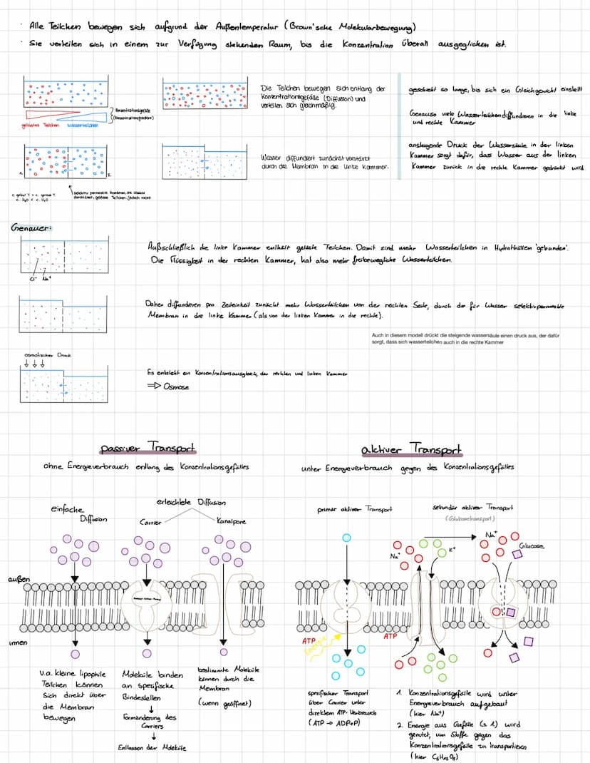 BIOMEMBRAN
Schemazeichnung einer lierischen Biomembran
extasellaire Rissheit
Kohlenhydratkile
Glyholipid
intracelluläre flüssigkeit
+ O
xxxx
