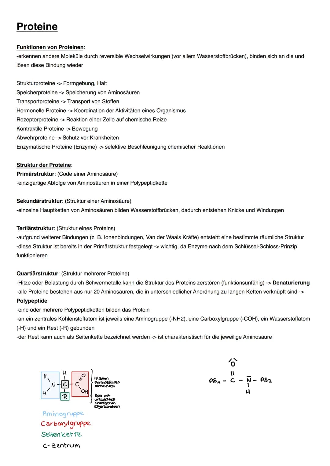 DISSIMILATION Proteine
Funktionen von Proteinen:
-erkennen andere Moleküle durch reversible Wechselwirkungen (vor allem Wasserstoffbrücken),