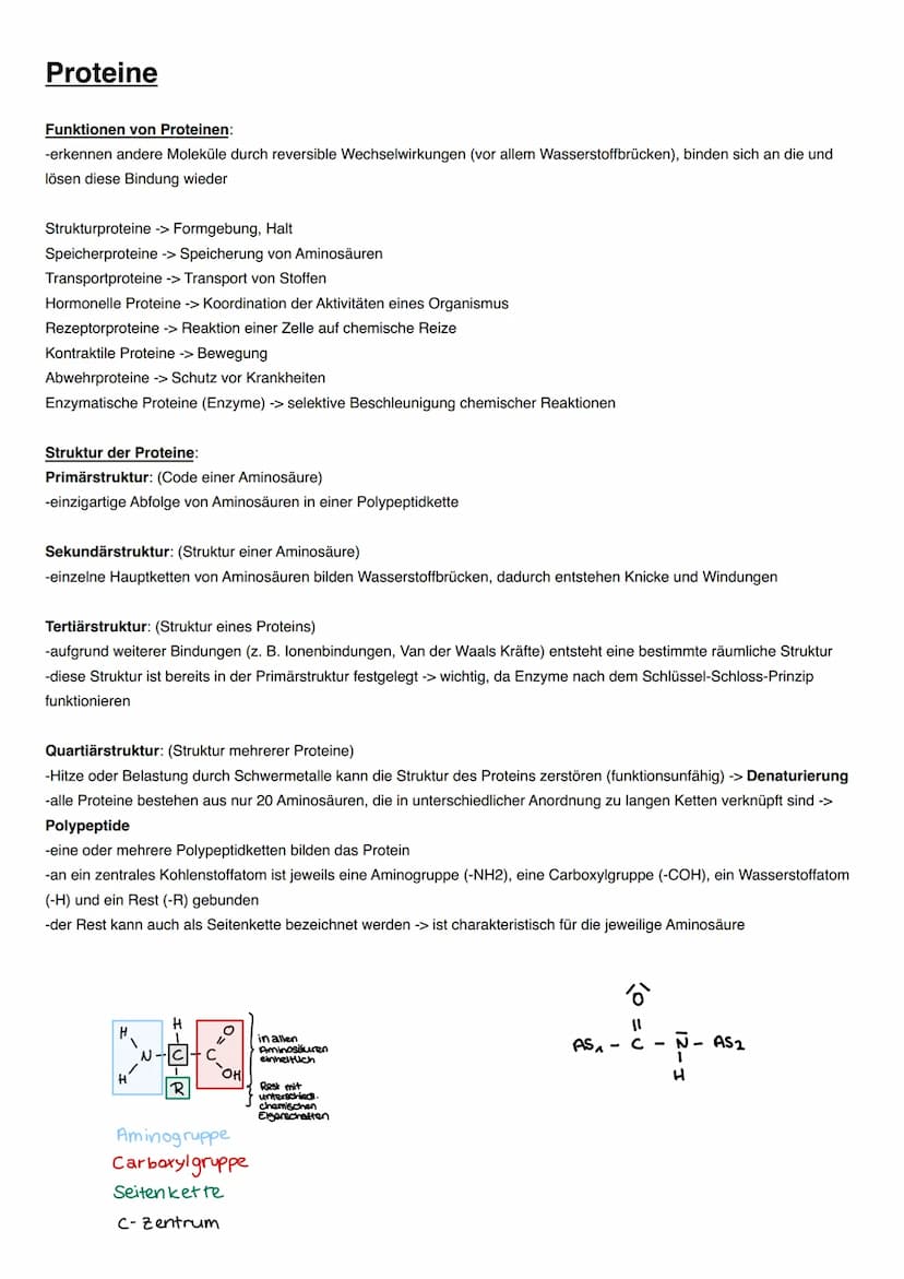 DISSIMILATION Proteine
Funktionen von Proteinen:
-erkennen andere Moleküle durch reversible Wechselwirkungen (vor allem Wasserstoffbrücken),
