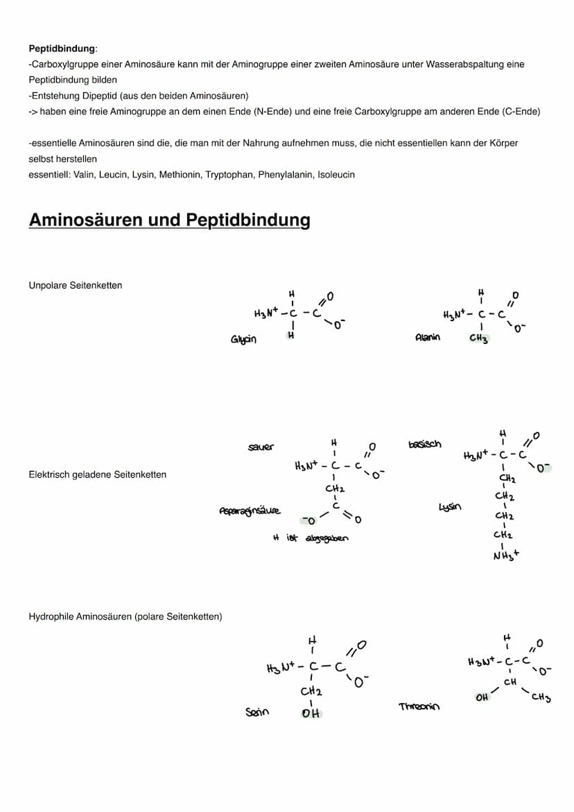 DISSIMILATION Proteine
Funktionen von Proteinen:
-erkennen andere Moleküle durch reversible Wechselwirkungen (vor allem Wasserstoffbrücken),