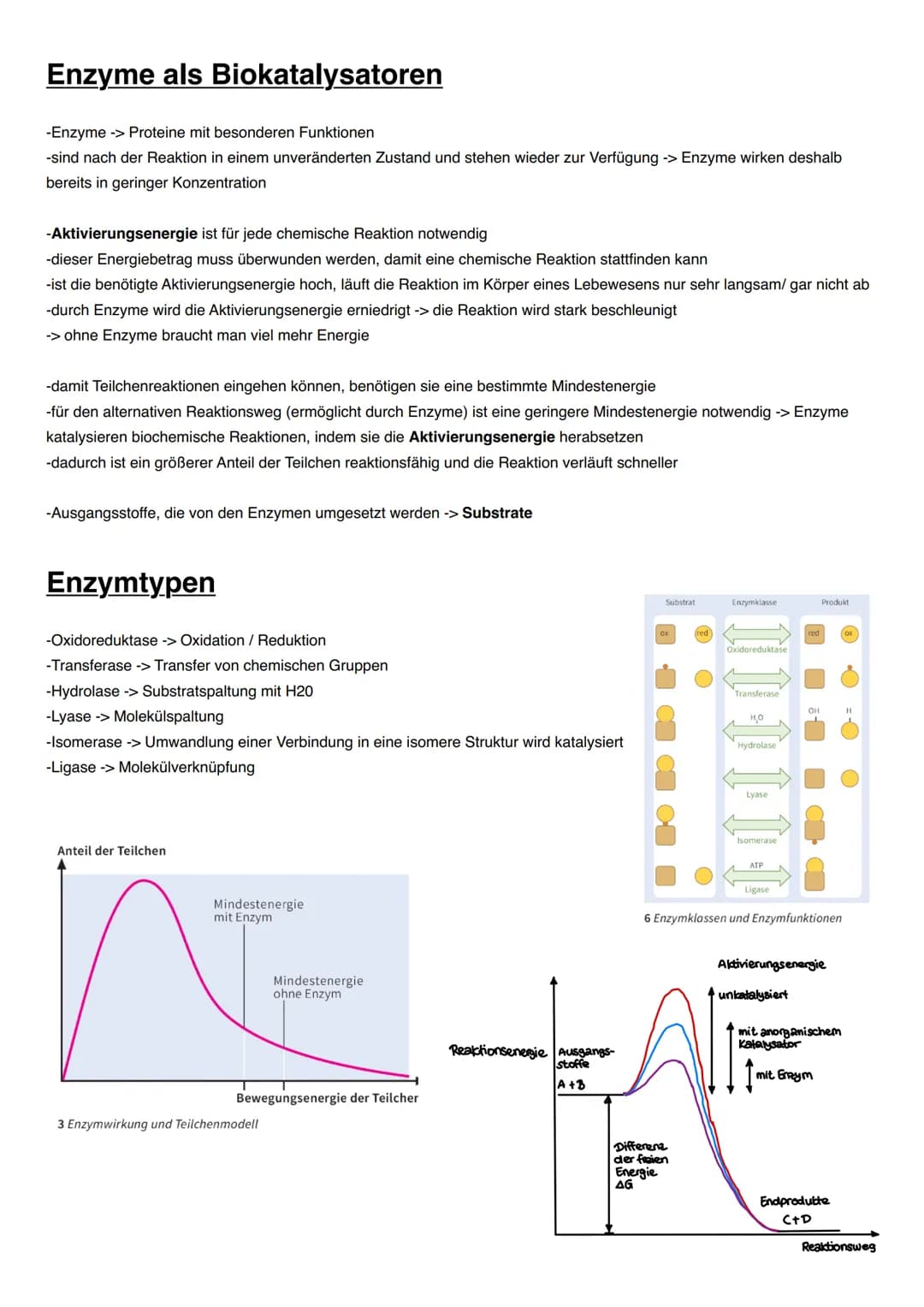 DISSIMILATION Proteine
Funktionen von Proteinen:
-erkennen andere Moleküle durch reversible Wechselwirkungen (vor allem Wasserstoffbrücken),
