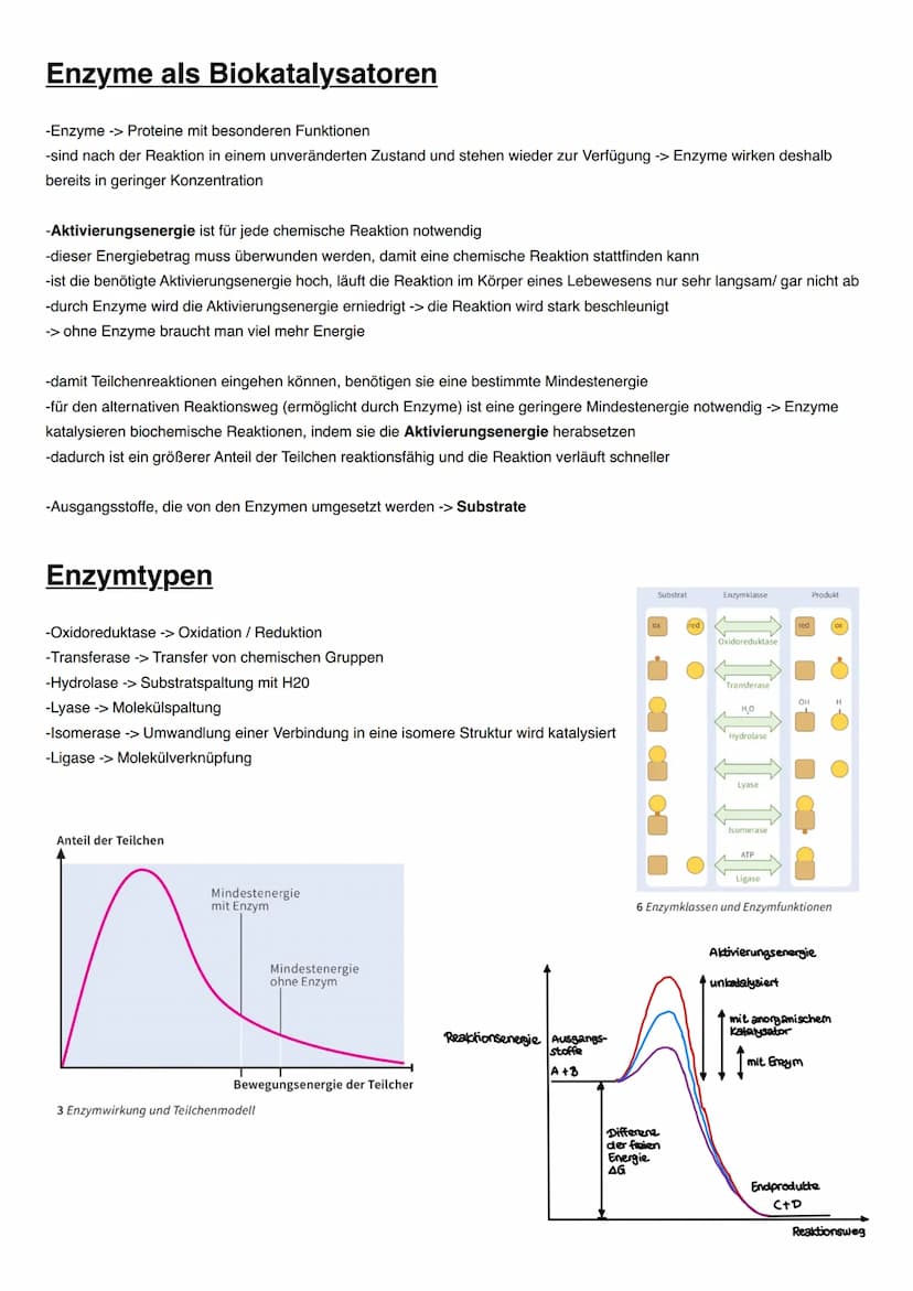 DISSIMILATION Proteine
Funktionen von Proteinen:
-erkennen andere Moleküle durch reversible Wechselwirkungen (vor allem Wasserstoffbrücken),