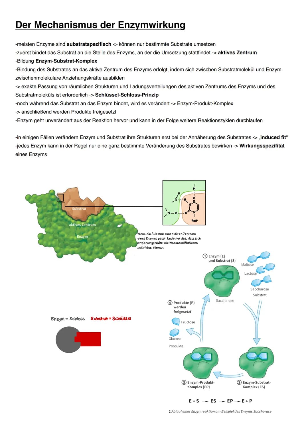 DISSIMILATION Proteine
Funktionen von Proteinen:
-erkennen andere Moleküle durch reversible Wechselwirkungen (vor allem Wasserstoffbrücken),