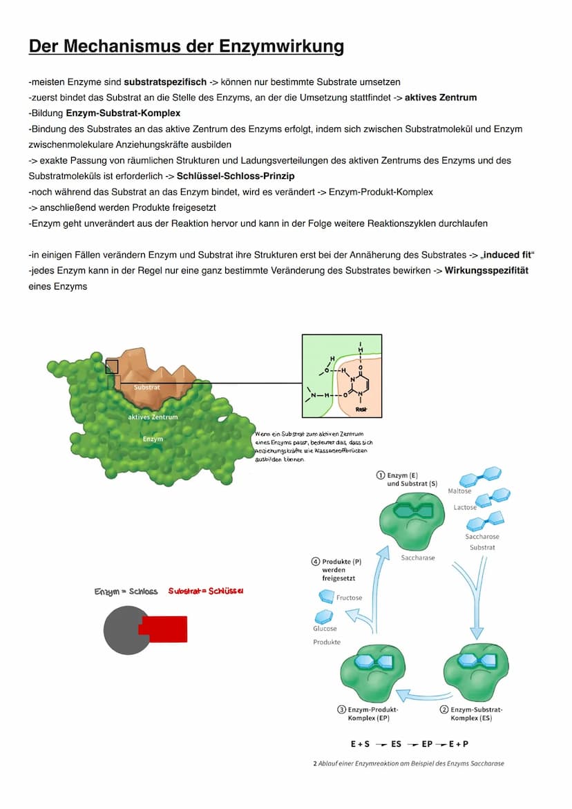 DISSIMILATION Proteine
Funktionen von Proteinen:
-erkennen andere Moleküle durch reversible Wechselwirkungen (vor allem Wasserstoffbrücken),