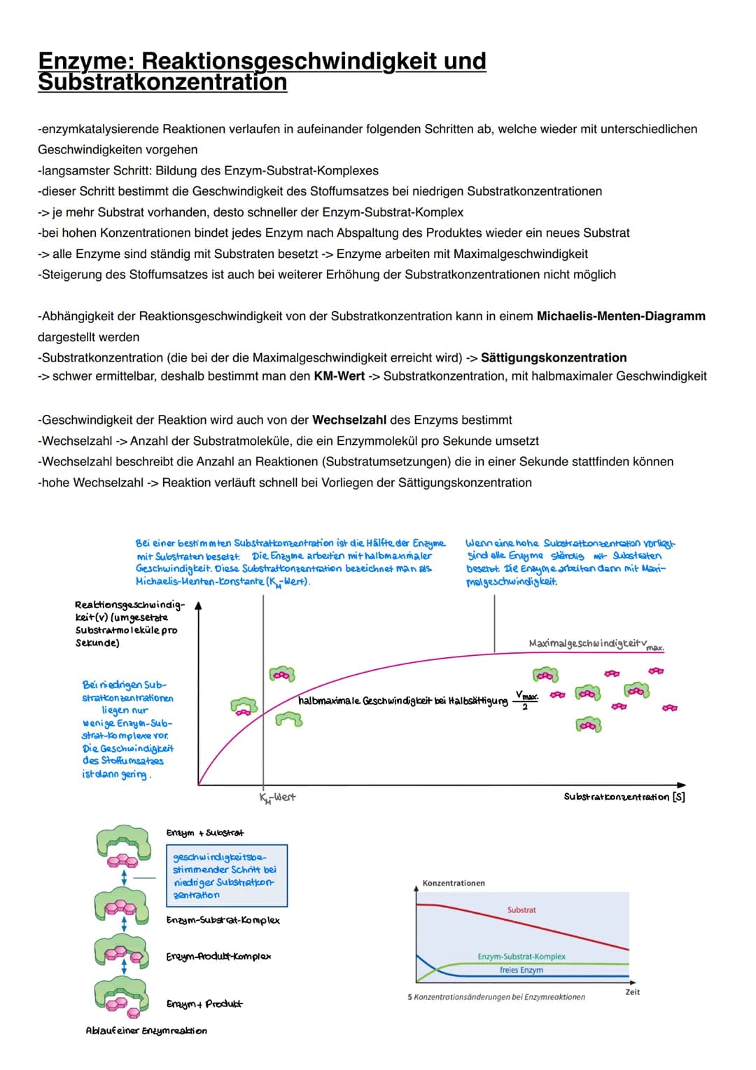 DISSIMILATION Proteine
Funktionen von Proteinen:
-erkennen andere Moleküle durch reversible Wechselwirkungen (vor allem Wasserstoffbrücken),