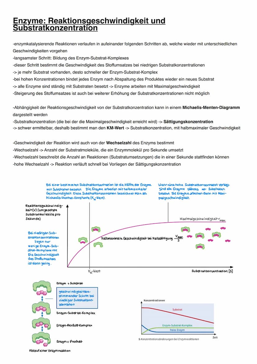 DISSIMILATION Proteine
Funktionen von Proteinen:
-erkennen andere Moleküle durch reversible Wechselwirkungen (vor allem Wasserstoffbrücken),