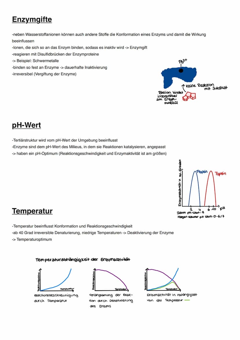 DISSIMILATION Proteine
Funktionen von Proteinen:
-erkennen andere Moleküle durch reversible Wechselwirkungen (vor allem Wasserstoffbrücken),