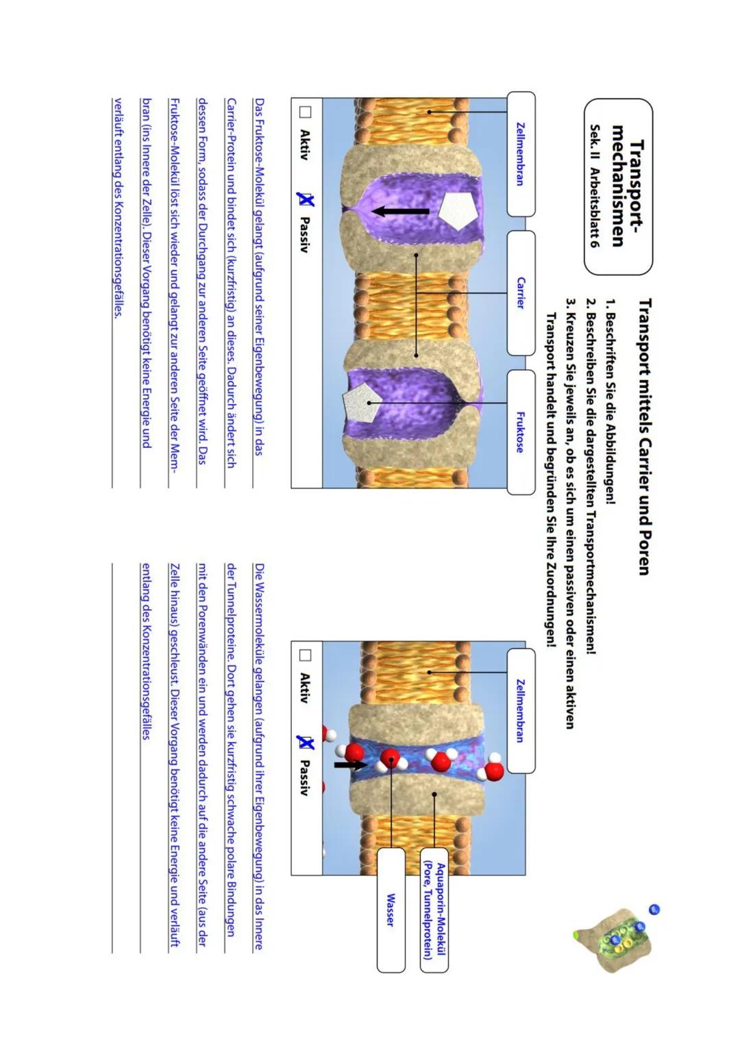 Transport-
mechanismen
Sek. II Arbeitsblatt 7
Natrium-Kalium-Pumpe
Aktiv
000
Die Natrium-Kalium-Pumpe
1. Beschriften Sie die Abbildung!
2. B