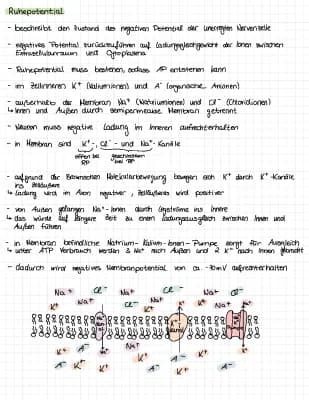 Know Neurobiologie: Ruhepotenzial, Aktionspotenzial, Erregungsleitung, Erregungsübertragung, Stoffeinwirkung auf Synapse  thumbnail