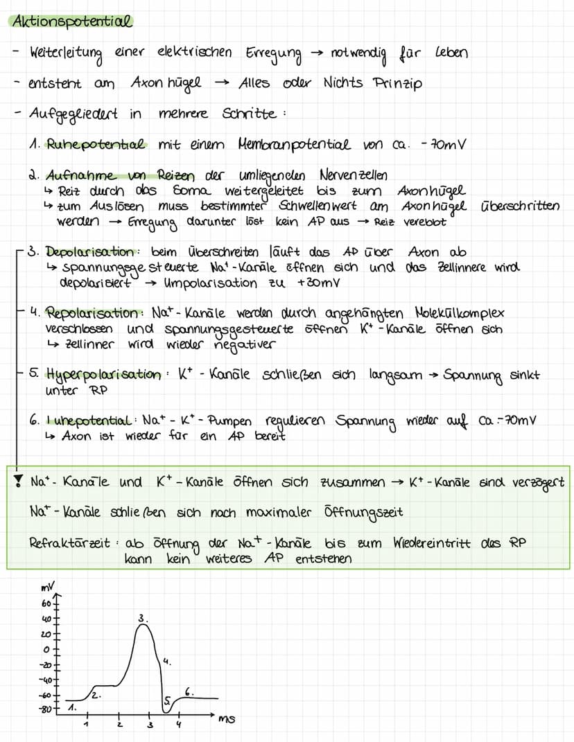 Ruhepotential
beschreibt den Zustand des negativen Potential der unerregten Nervenzelle
negatives Potential zurückzuführen auf Ladungsgleich