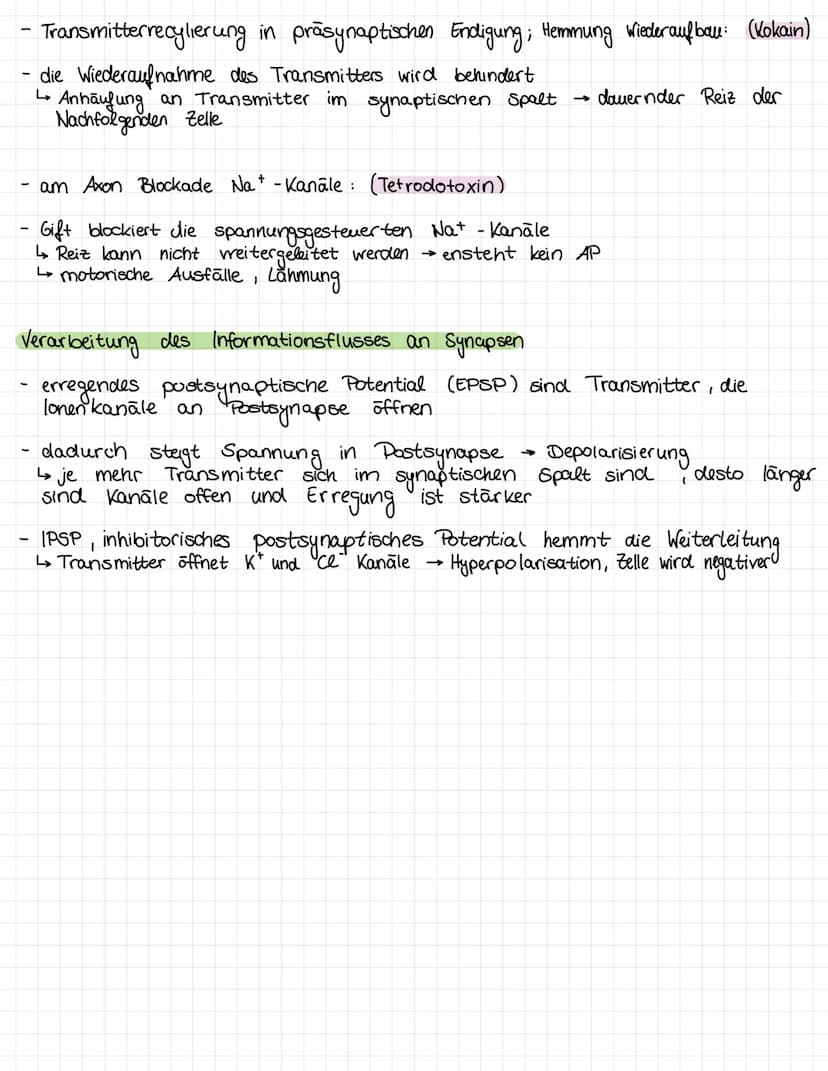 Ruhepotential
beschreibt den Zustand des negativen Potential der unerregten Nervenzelle
negatives Potential zurückzuführen auf Ladungsgleich