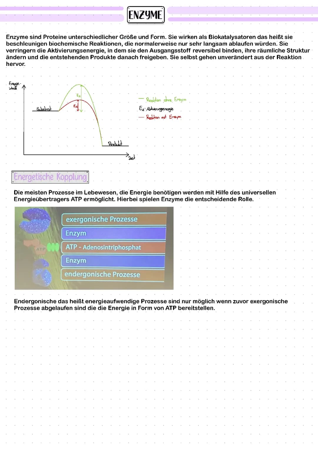 Enzyme 