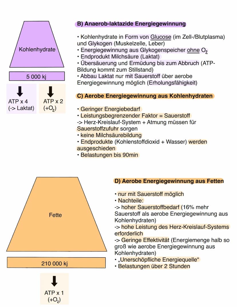 Ausdauer
Kondition (= Energiebereitstellung)
Ausdayen
Ausdauer vs. Kondition
Kraft
Ausdauer
Schnelligkeit Beweglichkeit
Bewegungskoor
-ditna