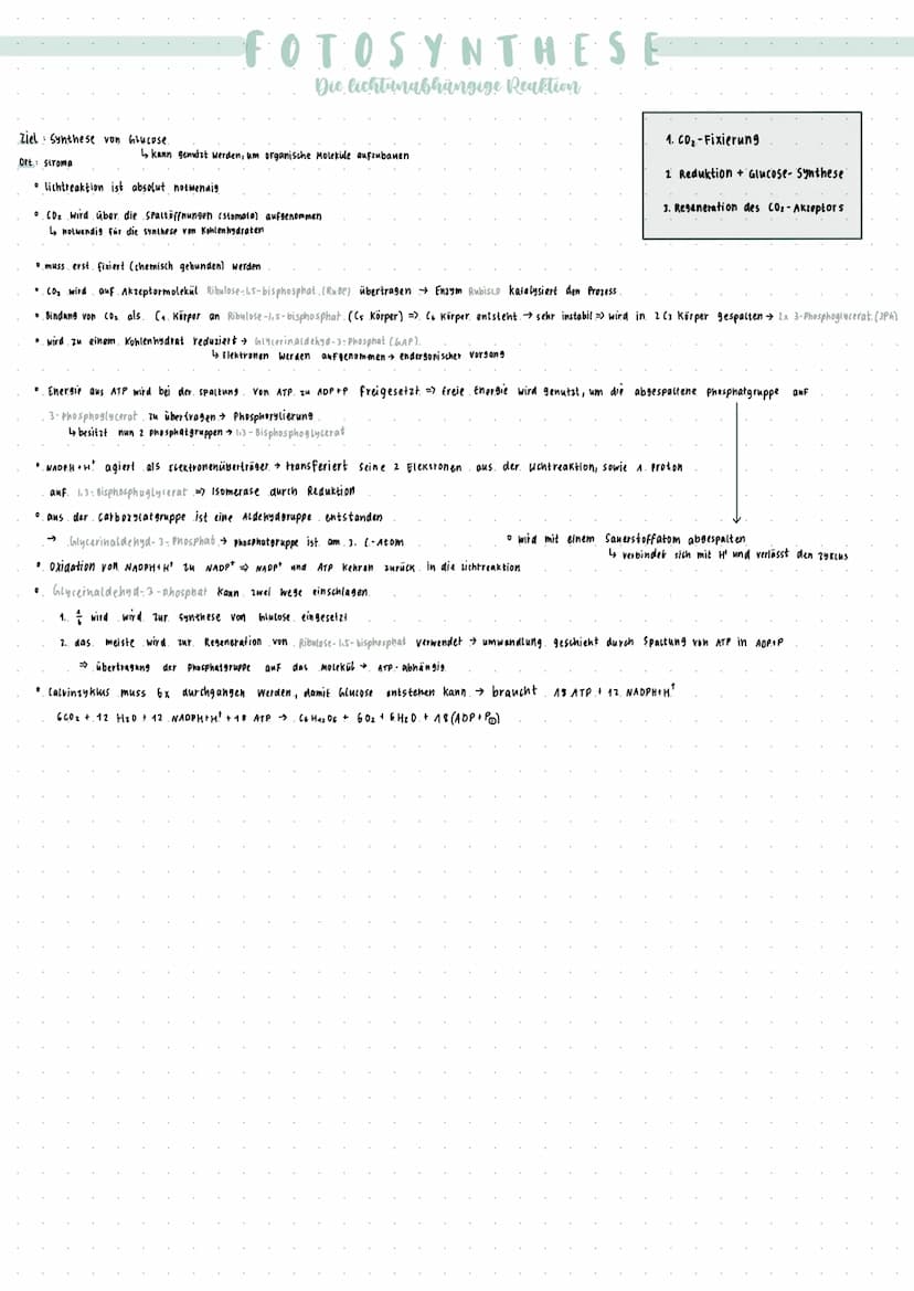 • bestehen zum Großteil aus Proteinen (Appenzym)
• Substrat bindet und reagiert im Aktiven zentrum → manche brauchen noch Coenzyme, um zu wi