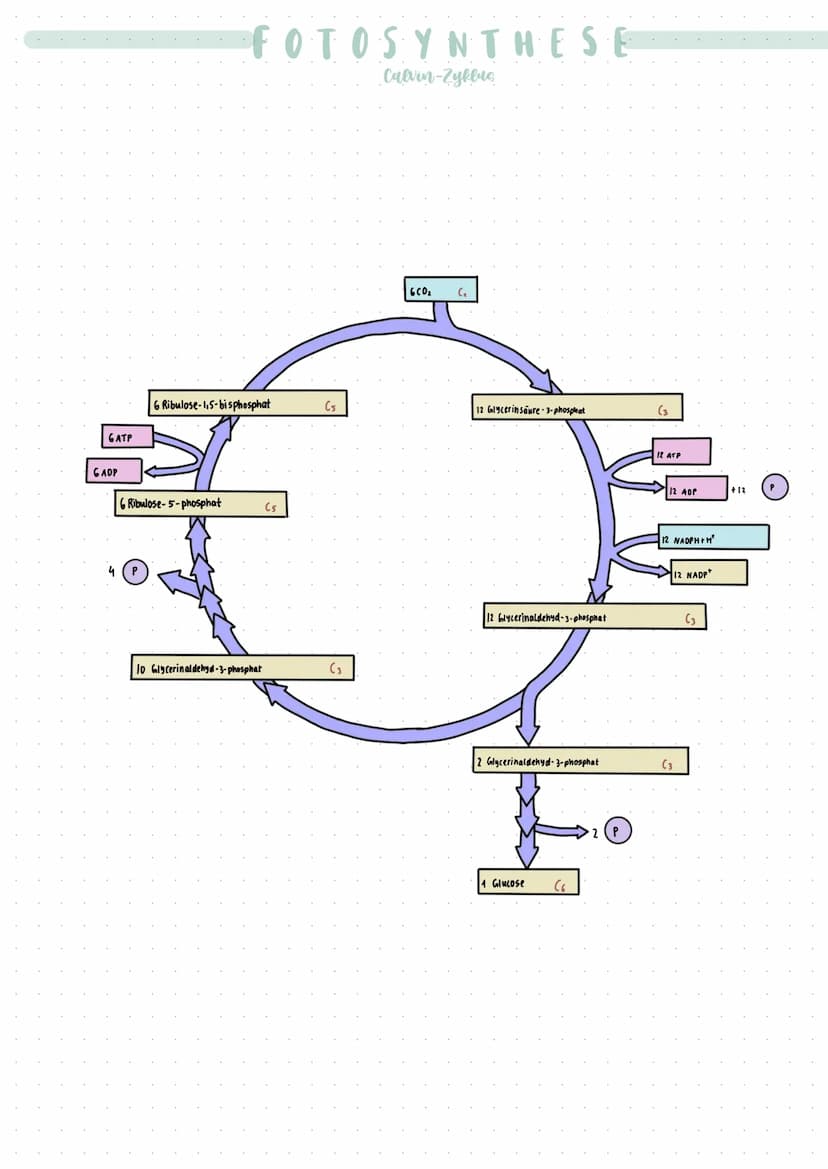 • bestehen zum Großteil aus Proteinen (Appenzym)
• Substrat bindet und reagiert im Aktiven zentrum → manche brauchen noch Coenzyme, um zu wi